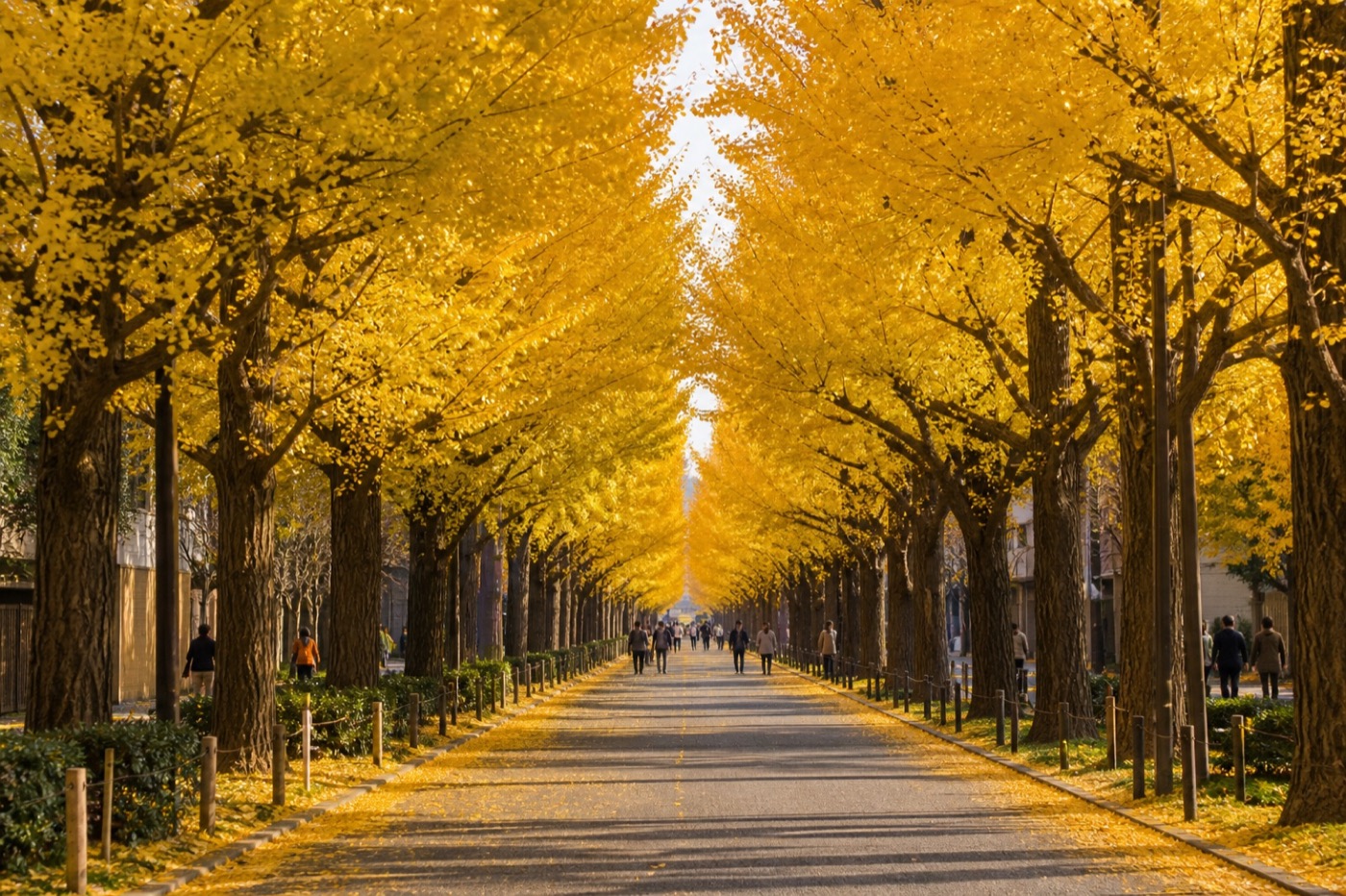 Avenida de ginkgos dorados en Tokio